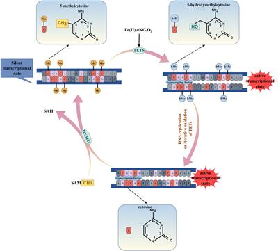 Effect of DNA methylation on the osteogenic differentiation of mesenchymal stem cells: concise review